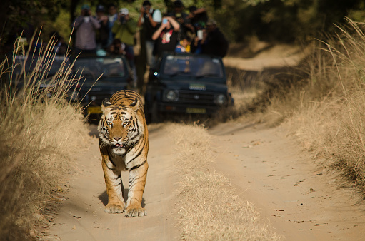 Exotic Tiger Trail and Khajuraho Tour