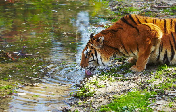 Sundarban wildlife tour